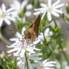 Timoconia flammeata at Paddys River, ACT - 2 Dec 2020 12:57 PM