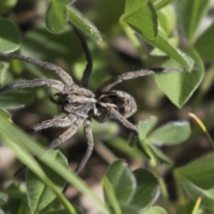 Tasmanicosa sp. (genus) (Unidentified Tasmanicosa wolf spider) at Majura, ACT - 12 Oct 2020 by AlisonMilton