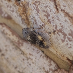 Stenocotis depressa at Macquarie, ACT - 1 Dec 2020