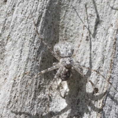 Tamopsis sp. (genus) (Two-tailed spider) at Cook, ACT - 30 Nov 2020 by AlisonMilton