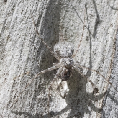 Tamopsis sp. (genus) (Two-tailed spider) at Cook, ACT - 1 Dec 2020 by AlisonMilton