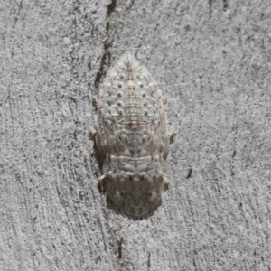 Ledromorpha planirostris at Cook, ACT - 1 Dec 2020