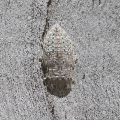 Ledromorpha planirostris (A leafhopper) at Cook, ACT - 30 Nov 2020 by AlisonMilton