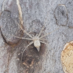 Tamopsis sp. (genus) at Cook, ACT - 1 Dec 2020