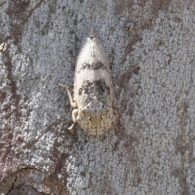 Stenocotis depressa (Leafhopper) at Cook, ACT - 1 Dec 2020 by AlisonMilton