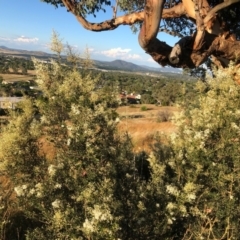 Bursaria spinosa (Native Blackthorn, Sweet Bursaria) at Chapman, ACT - 5 Jan 2021 by Nat