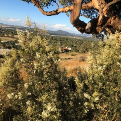 Bursaria spinosa (Native Blackthorn, Sweet Bursaria) at Chapman, ACT - 5 Jan 2021 by Nat