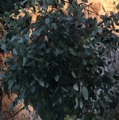 Eucalyptus polyanthemos at Cooleman Ridge - 5 Jan 2021