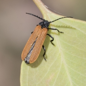 Porrostoma sp. (genus) at Cook, ACT - 1 Dec 2020