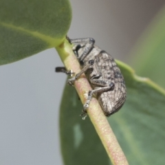 Rhinaria sp. (genus) (Unidentified Rhinaria weevil) at Cook, ACT - 1 Dec 2020 by AlisonMilton