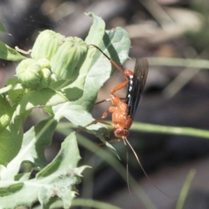 Lissopimpla excelsa at Cook, ACT - 1 Dec 2020