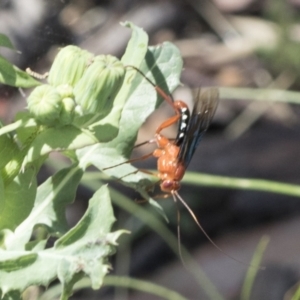 Lissopimpla excelsa at Cook, ACT - 1 Dec 2020