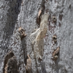 Ledromorpha planirostris (A leafhopper) at Cook, ACT - 1 Dec 2020 by AlisonMilton