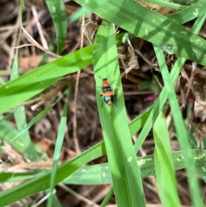 Dicranolaius bellulus at Murrumbateman, NSW - 3 Jan 2021