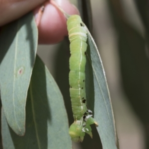 Geometridae (family) IMMATURE at Cook, ACT - 1 Dec 2020