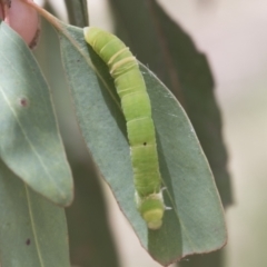 Geometridae (family) IMMATURE at Cook, ACT - 1 Dec 2020