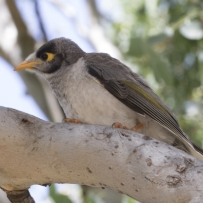 Manorina melanocephala (Noisy Miner) at Cook, ACT - 1 Dec 2020 by AlisonMilton