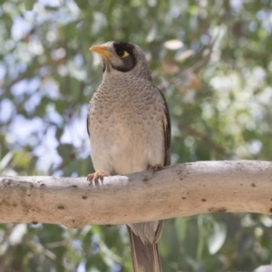 Manorina melanocephala at Cook, ACT - 1 Dec 2020