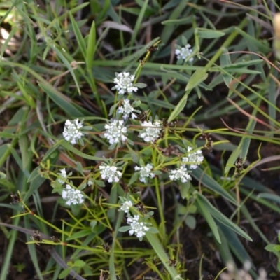 Poranthera microphylla (Small Poranthera) at Yass River, NSW - 31 Oct 2020 by 120Acres