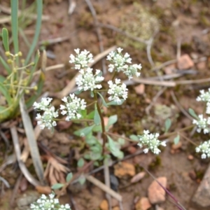 Poranthera microphylla at suppressed - suppressed