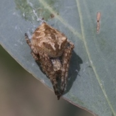 Backobourkia sp. (genus) (An orb weaver) at Cook, ACT - 1 Dec 2020 by AlisonMilton