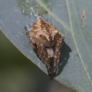 Backobourkia sp. (genus) at Cook, ACT - 1 Dec 2020