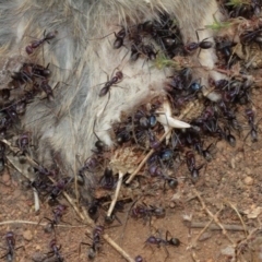 Iridomyrmex purpureus at Hackett, ACT - 2 Jan 2021