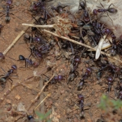 Iridomyrmex purpureus at Hackett, ACT - 2 Jan 2021