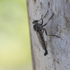 Cerdistus sp. (genus) (Yellow Slender Robber Fly) at Cook, ACT - 1 Dec 2020 by AlisonMilton