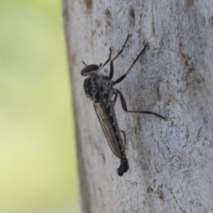 Cerdistus sp. (genus) at Cook, ACT - 1 Dec 2020 12:15 PM