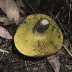 Phylloporus sp. (Phylloporus sp.) at Cook, ACT - 1 Dec 2020 by AlisonMilton