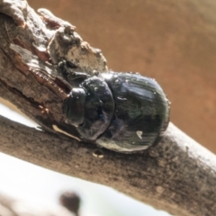 Paropsisterna sp. (genus) at Cook, ACT - 1 Dec 2020