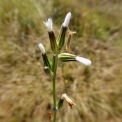 Chondrilla juncea (Skeleton Weed) at Yass River, NSW - 5 Jan 2021 by SenexRugosus