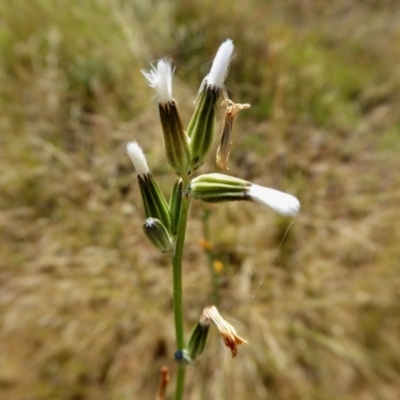 Chondrilla juncea (Skeleton Weed) at Yass River, NSW - 5 Jan 2021 by SenexRugosus