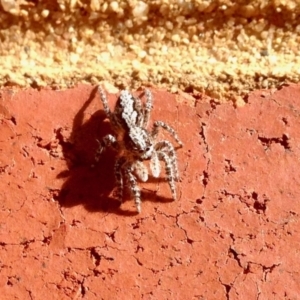 Clynotis severus at Aranda, ACT - 5 Jan 2021 05:56 PM