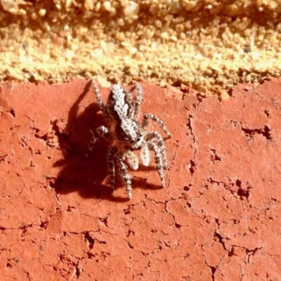 Clynotis severus (Stern Jumping Spider) at Aranda, ACT - 5 Jan 2021 by KMcCue