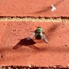 Rutilia sp. (genus) (A Rutilia bristle fly, subgenus unknown) at Aranda, ACT - 5 Jan 2021 by KMcCue