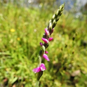 Spiranthes australis at Paddys River, ACT - 5 Jan 2021