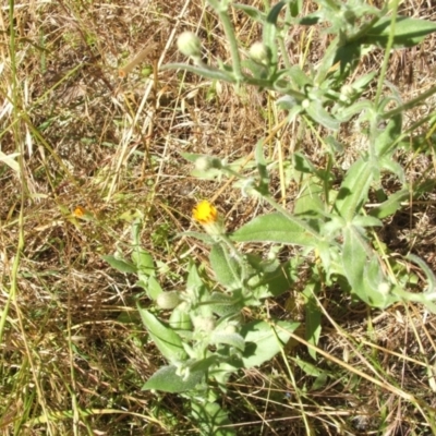 Crepis foetida subsp. foetida (Stinking Hawksbeard) at Jones Creek, NSW - 17 Nov 2010 by abread111