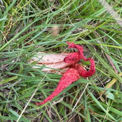 Clathrus archeri (Seastar Stinkhorn) at Captains Flat, NSW - 5 Jan 2021 by SthTallagandaSurvey