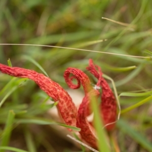 Clathrus archeri at Captains Flat, NSW - suppressed