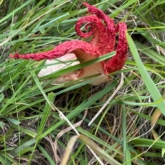 Clathrus archeri at Captains Flat, NSW - suppressed