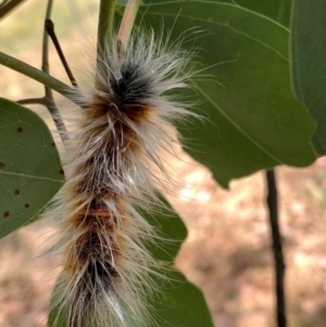 Anthela varia at Murrumbateman, NSW - 3 Jan 2021