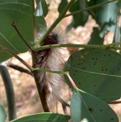 Anthela varia at Murrumbateman, NSW - 3 Jan 2021 03:30 PM