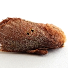 Doratifera quadriguttata and casta (Four-spotted Cup Moth) at Crooked Corner, NSW - 5 Jan 2021 by Milly