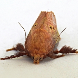 Doratifera quadriguttata and casta at Crooked Corner, NSW - 5 Jan 2021 11:22 AM