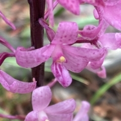 Dipodium roseum (Rosy Hyacinth Orchid) at Captains Flat, NSW - 5 Jan 2021 by SthTallagandaSurvey