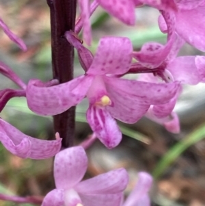 Dipodium roseum at Captains Flat, NSW - suppressed