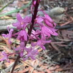 Dipodium roseum at Captains Flat, NSW - suppressed