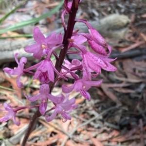 Dipodium roseum at Captains Flat, NSW - suppressed